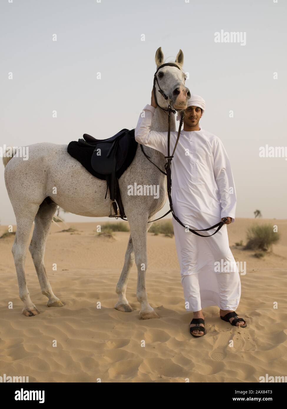 An Arabian horse in the desert near Dubai, UAE Stock Photo - Alamy