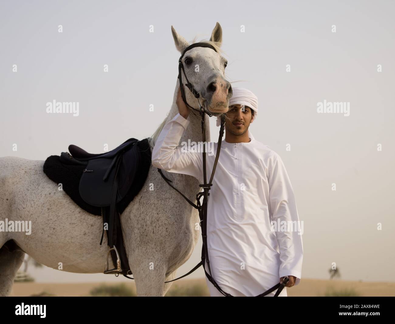 An Arabian horse in the desert near Dubai, UAE Stock Photo - Alamy
