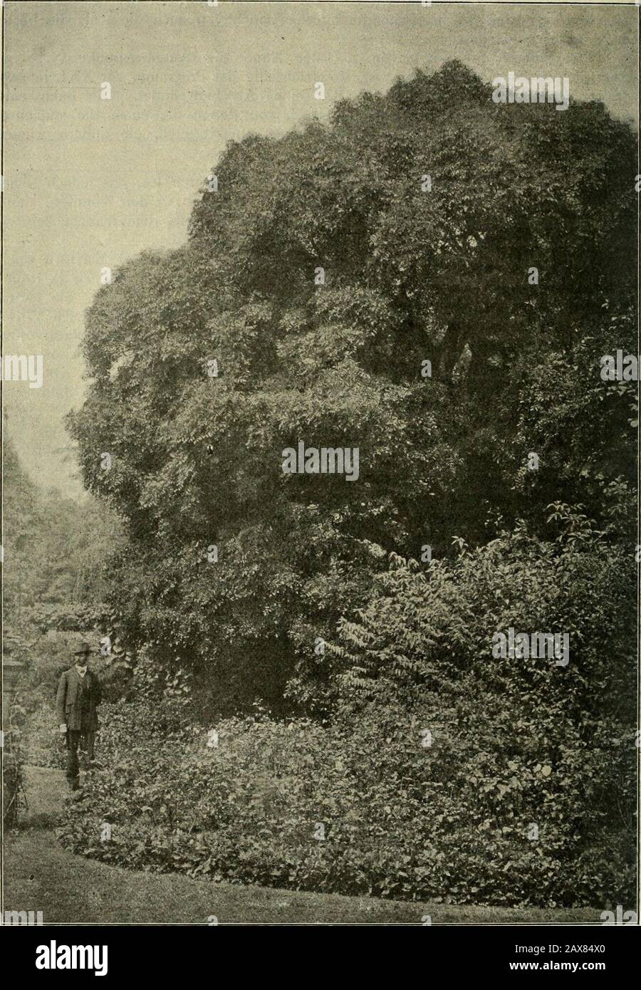 Mitteilungen der Deutschen Dendrologischen Gesellschaft . gegeben sind. Allen Teilnehmern unseres Jahres-tages am Bodensee werden die herrlichen Bäume sowohl in der Mainau, wie imFriedrichshafener Schloßpark wohl noch in frischer Erinnerung sein. So hatte die diesjährige Versammlung ihr Ende erreicht, die, trotz Ungunstder Witterung, doch eine Fülle des Schönen und Interessanten geboten hat, darüberwaren alle einig, auch in dem Gefühle des innigsten Dankes für den verehrtenPräsidenten Herrn Grafen von Schiverin, der wieder alles so mustergültig eingeleitetund durchgeführt hatte. Auch an dieser Stock Photo