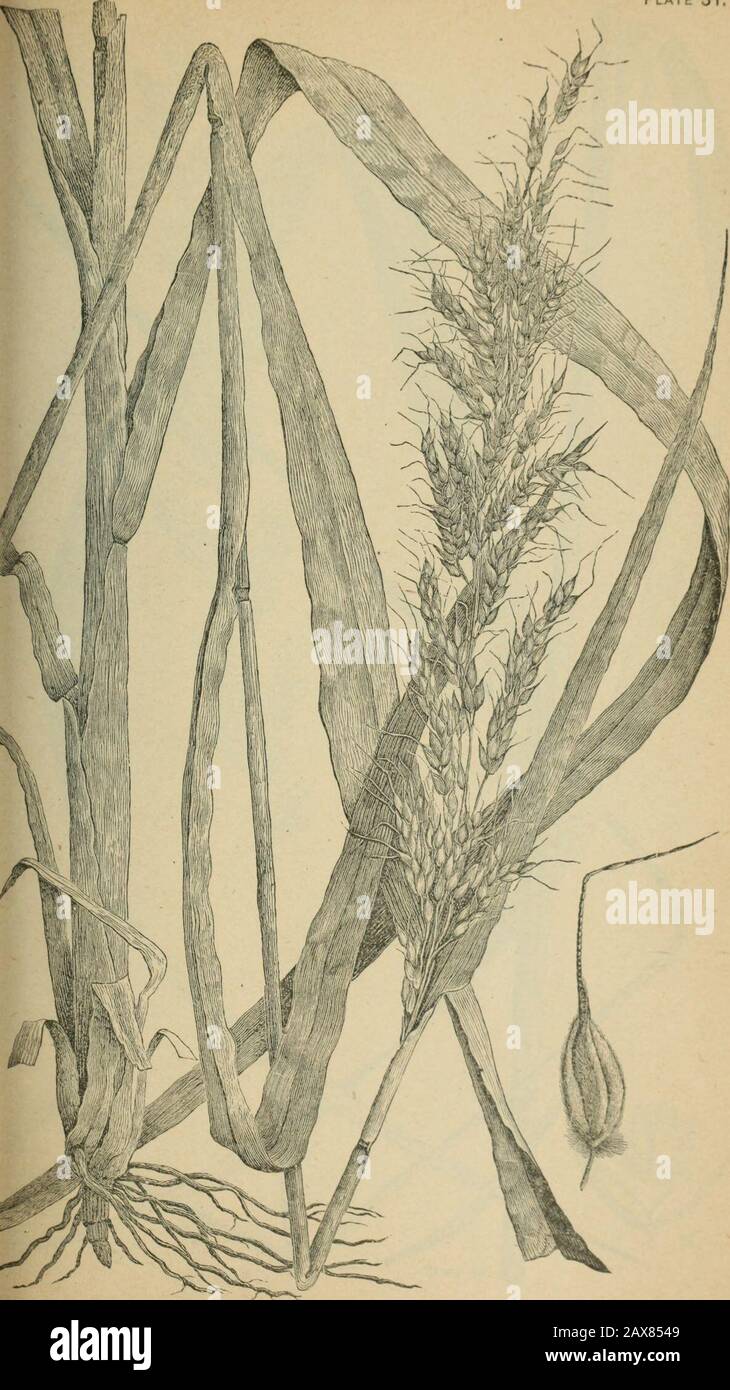 The agricultural grasses and forage plants of the United States; and such foreign kinds as have been introduced . Chrysopogon nutans, Wild oat grass, Wood grass, Platf 31,. hum halepense, Johnson grass. Plate 32. Stock Photo