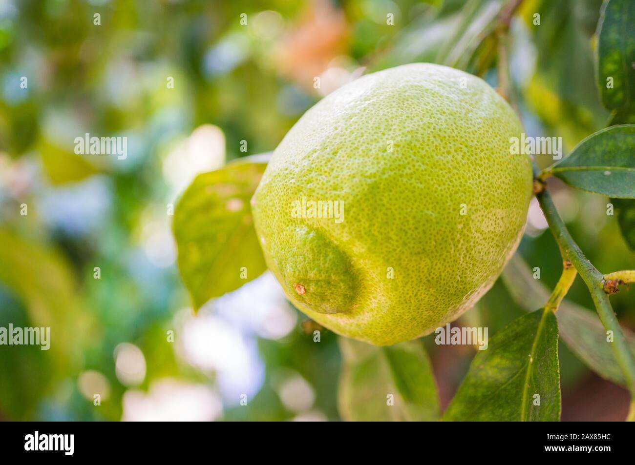 Lemon fruit on a branch close-up. Macro. Soft focus, shallow depth of field Stock Photo
