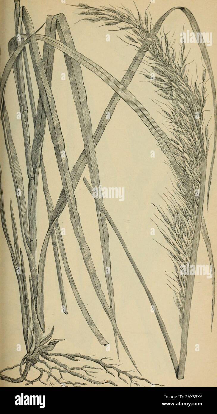 The agricultural grasses and forage plants of the United States; and such foreign kinds as have been introduced . AxVDROPOGON PURCATUS, Bluejoint. Plate 30.. Chrysopogon nutans, Wild oat grass, Wood grass, Platf 31, Stock Photo