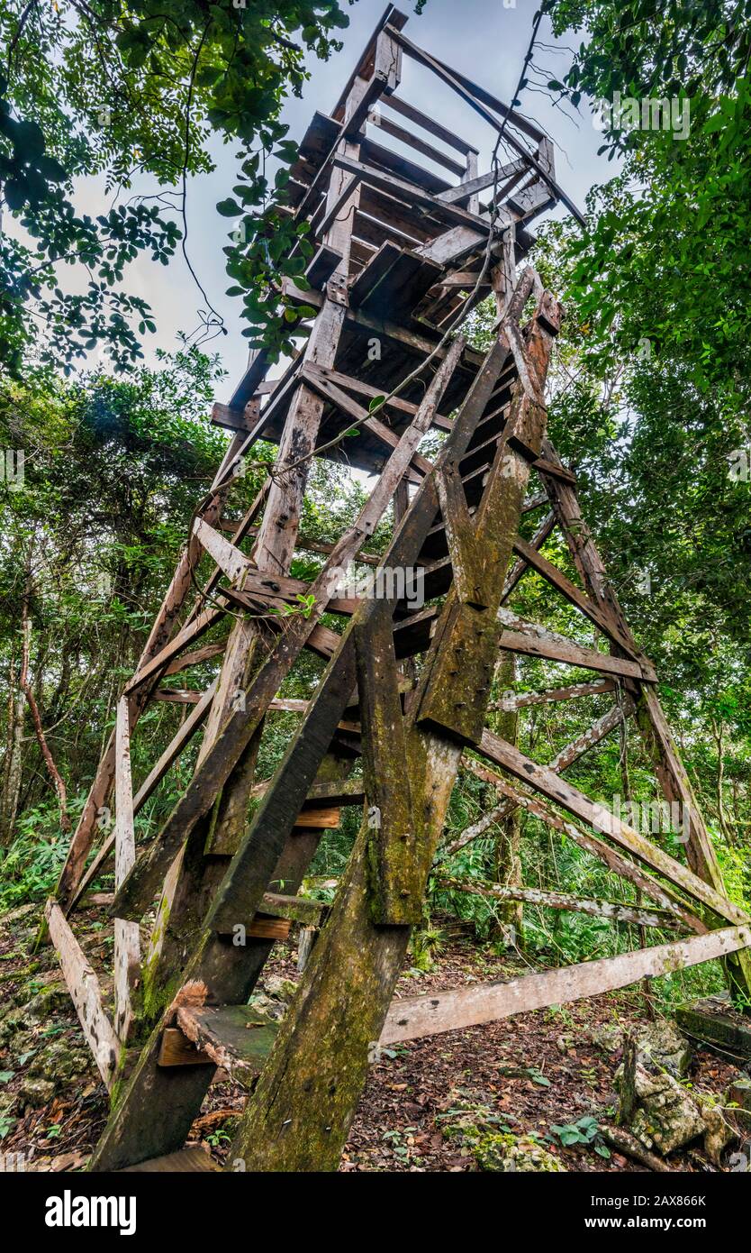 Observation tower in rainforest at St Herman's Blue Hole National Park, Cayo District, Belize Stock Photo