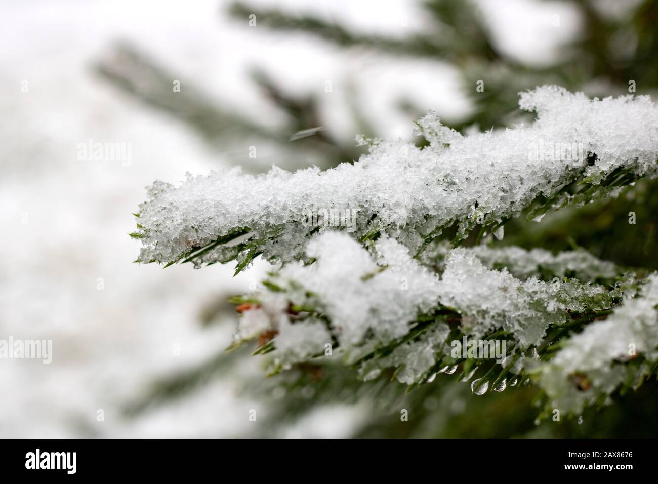 Snow and drops on a pine branch Stock Photo - Alamy