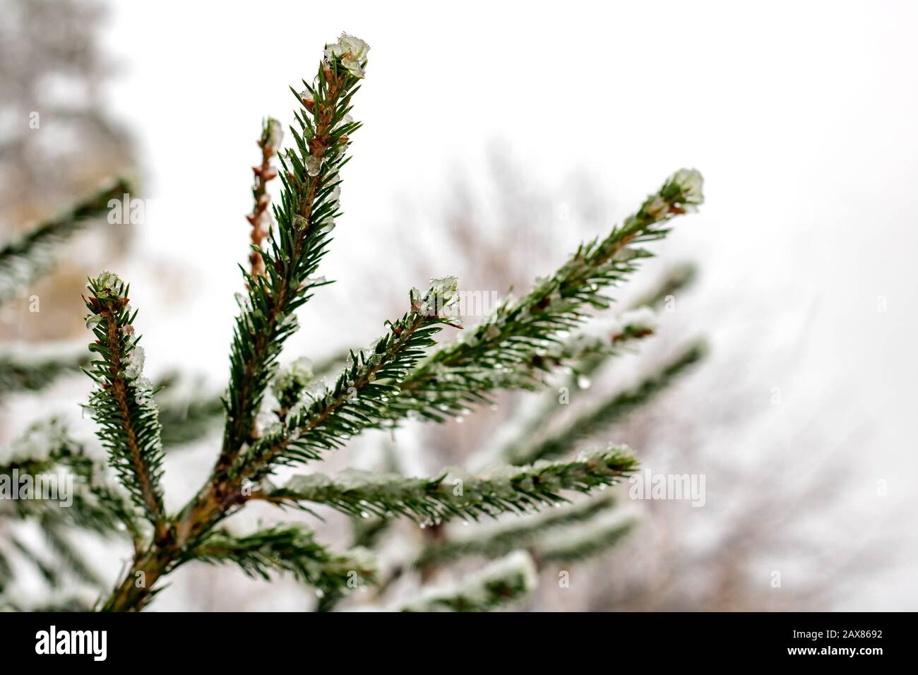 Snow and drops on a pine branch Stock Photo - Alamy