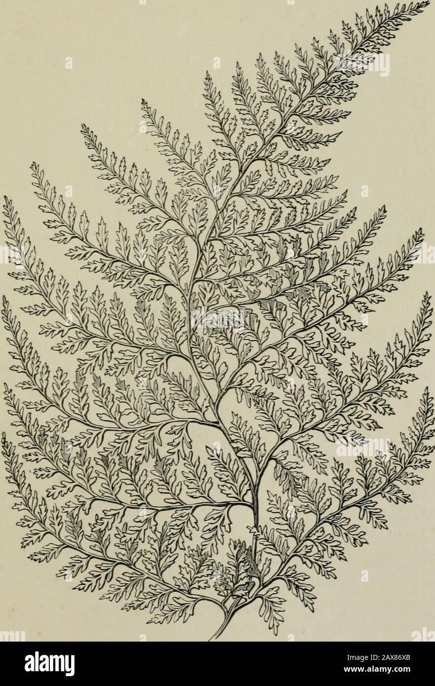 The fern garden : how to make, keep, and enjoy it ; or, Fern culture made easy . ed. Get a blockof old wood, scoop out a hole, and put in it some finepeat, and in that hole fix the plant firmly. Then hangup the block by means of copper wire, and syringefrequently all the j^ear round. It will in time coverthe block with its tawny shields (we call them ^^potlids^^), and make a grand object. A plant has hungnear the roof of our cool house for ten years, and hasseveral times been frozen. Todea pellucida and T. siiperba are a pair of NewZealand filmy ferns of the most exquisite character. Iam half Stock Photo