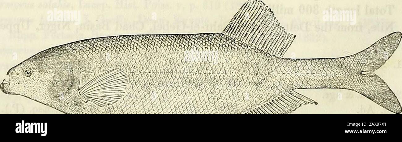 Catalogue of the fresh-water fishes of Africa in the British Museum (Natural History) . L. Loat, Esq. (C). 41-48. Hgr. Fashoda, „ )&gt; 49. Ad. Tewfikyeh, „ » 50. Ad. Lake N.E. of Gondokoro. 55 51. Ad. Jebba, Tipper Niger. Capt. G. F. Abadie(P.). 52. Yg. Agberi, Lower Niger. Dr. W. J. Ansorge (C). 53-54. Ad. & hgr. Niger. Mr. J. T. Dalton (C). 55-57. Ad. Stauley Falls. Eev. W. H. Bentley (C.) 18. GNATHONEMUS MACROLEPIDOTUS.Mormyrus macrolepidotus, Peters, Mon. Berl. Ac. 1852, p. 275 ; Giinth. Cat. Fish. vi. p. 219 (1866) ; Peters, Eeise Mossamb. iv. p. 79, pi. xv. fig. 1 (1868).Mormyrops macro Stock Photo