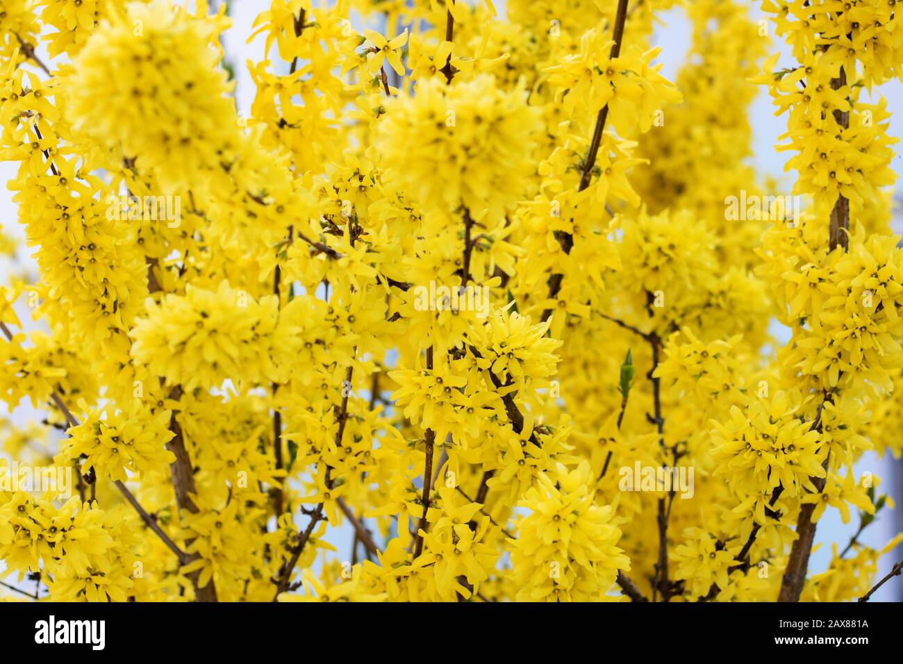 Branch of a tree with yellow flowers Stock Photo Alamy