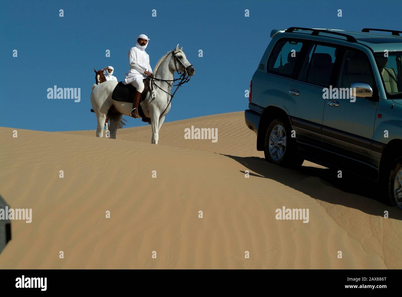 An Arabian horse in the desert near Dubai, UAE. Stock Photo