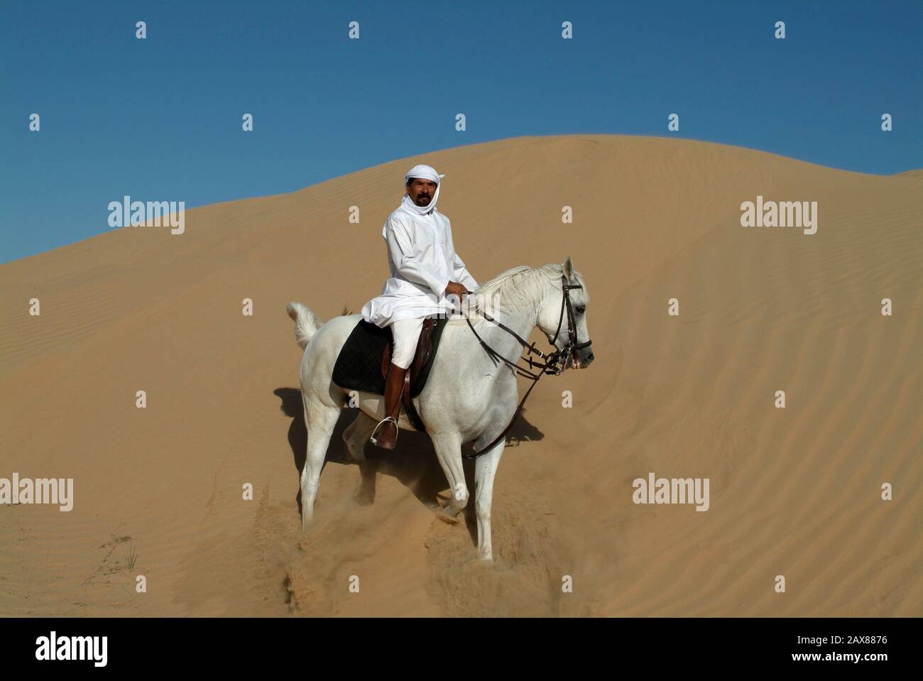 An Arabian horse in the desert near Dubai, UAE Stock Photo Alamy