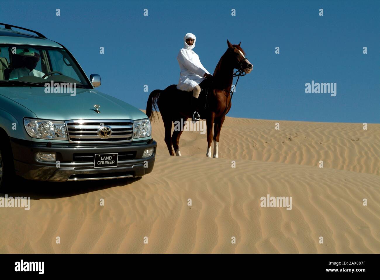 An Arabian horse in the desert near Dubai, UAE. Stock Photo