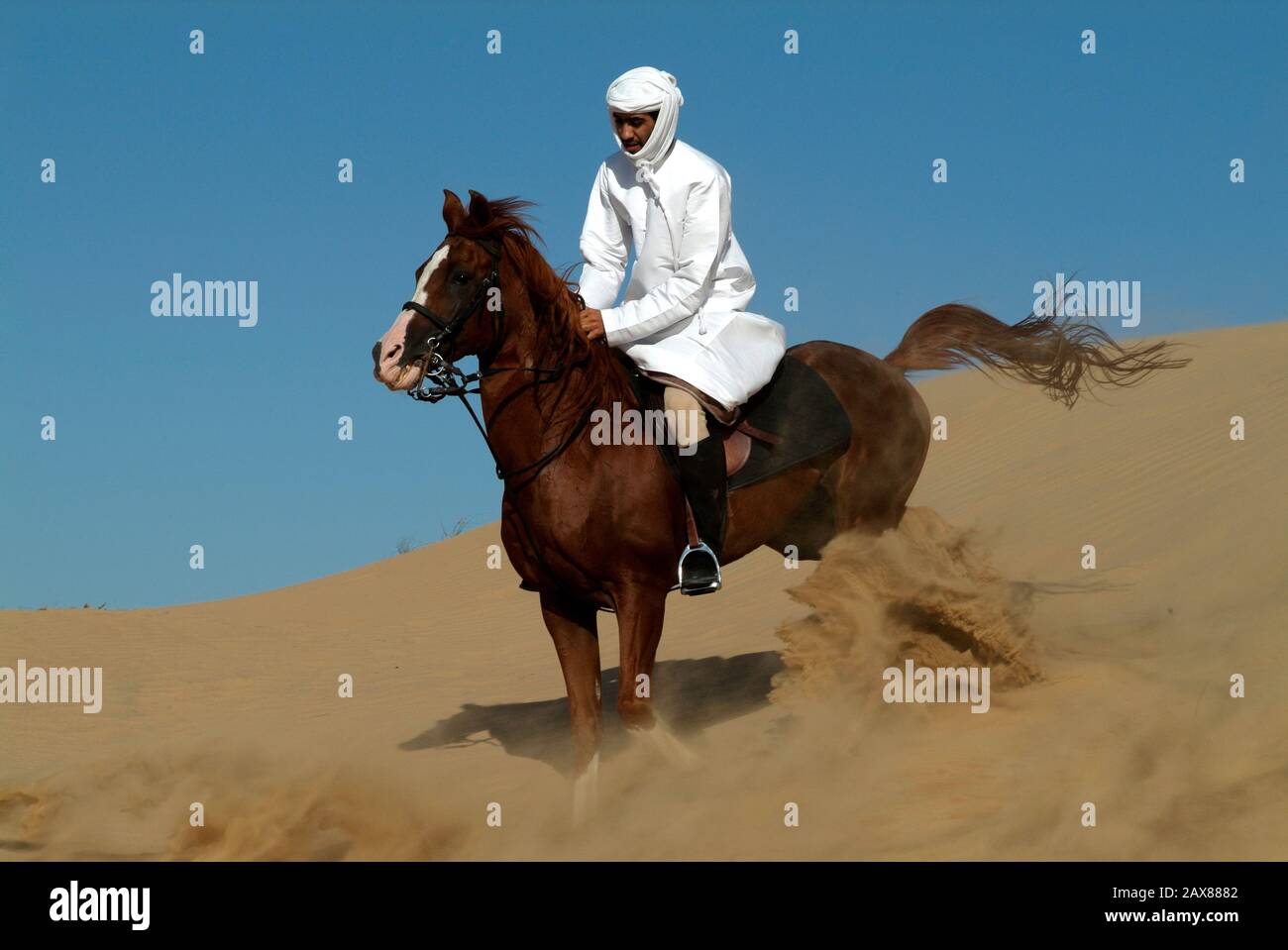 Best Places To Try Horse Riding In The Uae Time Out S vrogue.co