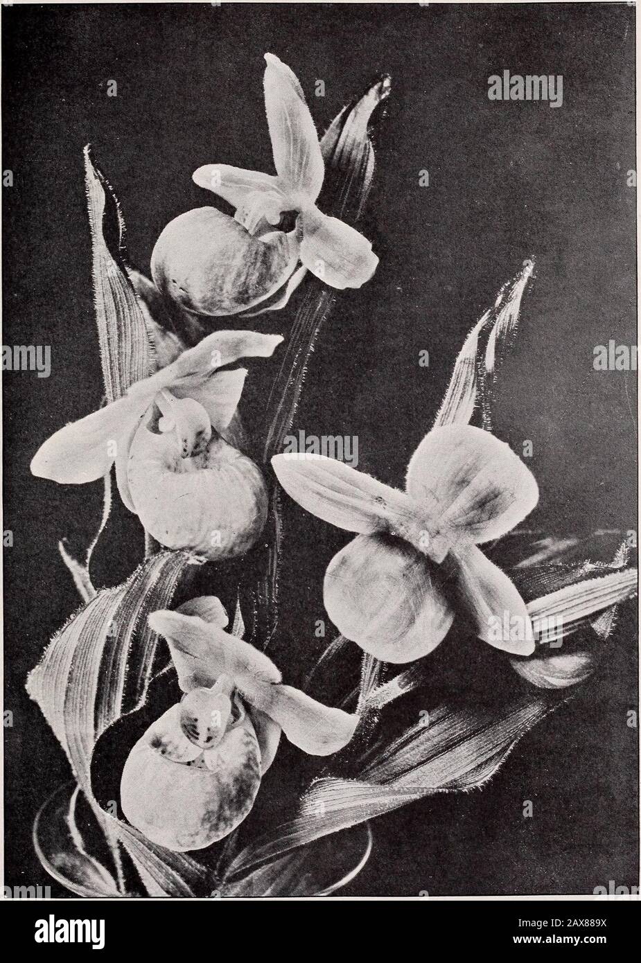 Horsford's Nurseries . ghtful fragrance. X., 8 cts. each, 50cts. per doz.; P., 9 cts. each, 55 cts. per doz. TRITONIA (Montbretia) crocosmiaeflora. One of most floriferous of summer-flowering bulbs.Flowers orange-scarlet; very pretty. Augustand September. X., 5 cts. each, 20 cts. per doz.;P., 6 cts. each, 25 cts. per doz., $1 per 100. TIGRIDLA. Tiger-flower. Xatives of Mexicoand South America. Very striking showyflowers from bulbous roots, blooming in Julyand August. The flowers last only a day, butcome in continuous succession over quite aperiod. The bulbs are tender and should be dugbefore t Stock Photo