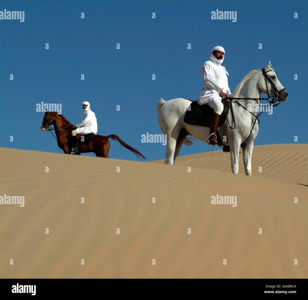Arabian horses in the desert near Dubai, UAE. Stock Photo