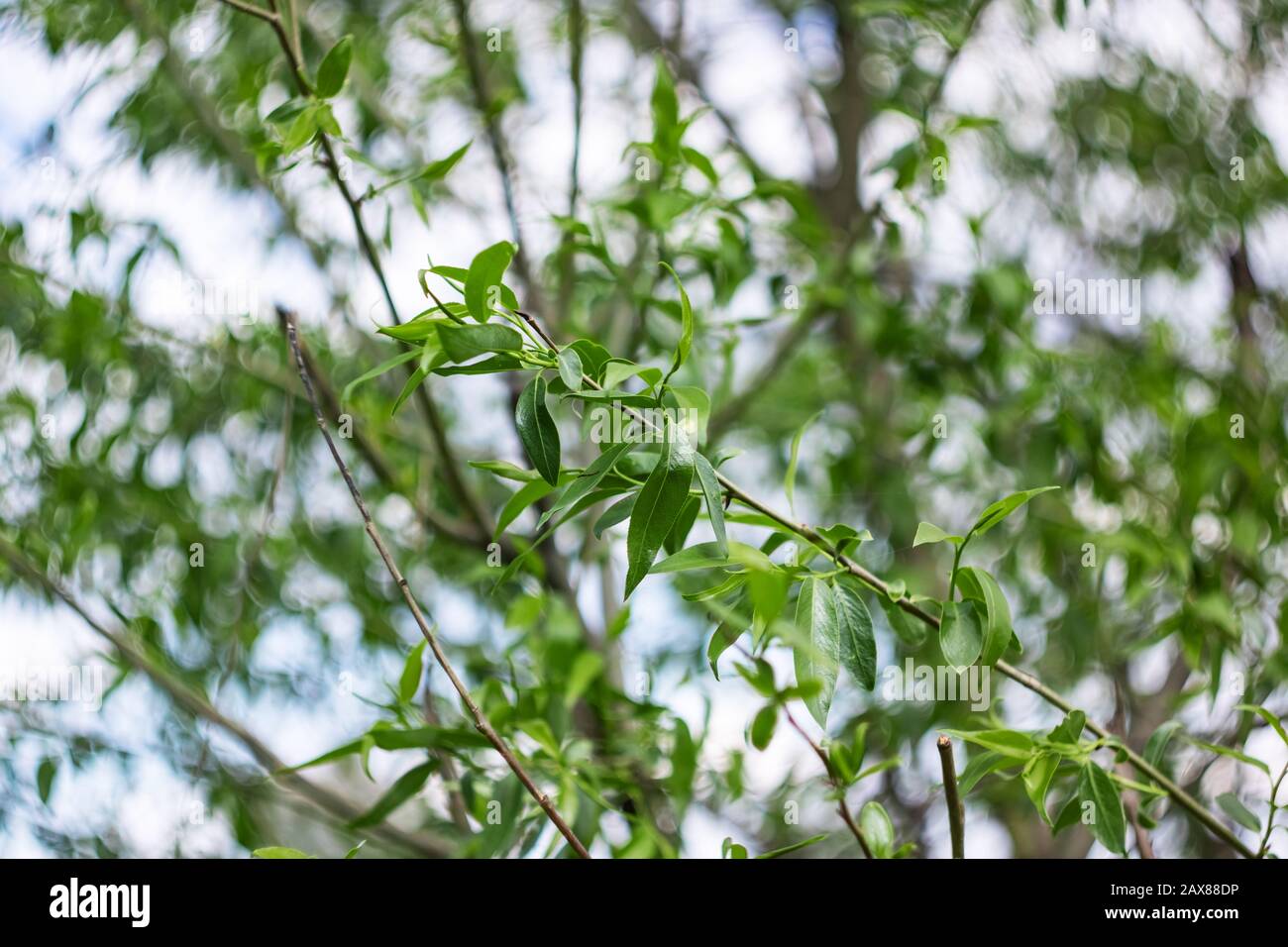 Branch of a tree with green leaves Stock Photo - Alamy