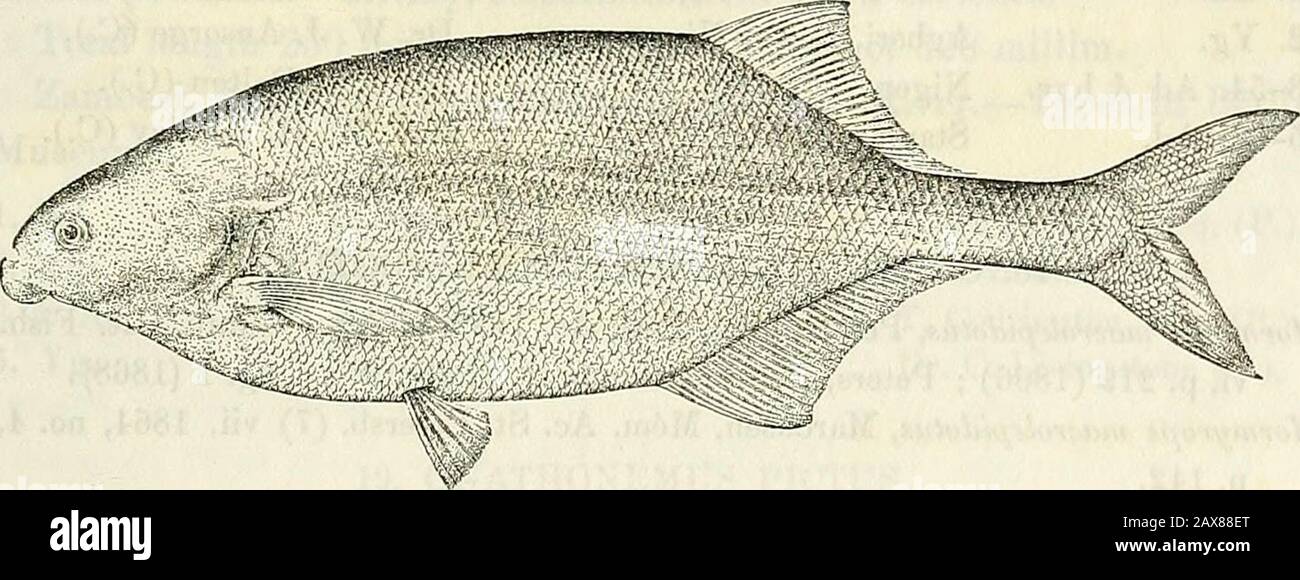 Catalogue of the fresh-water fishes of Africa in the British Museum (Natural History) . em. Ac. St. Petersb. (7) vii. 1864, no. 4, p. 137.Gnathonemus cyprinoides, Bouleng. Proc. Zool. Soc. 1898, p. 805, Poiss. Bass. Congo, p. 96 (1901), and Fish. Nile, p. 50, pi. vi. fig. 2 & pi. vii. fig. 3 (1907). Depth of body 3 to 4 times in total length, length of head 4 to5J times. Head slightly longer than deep, with curved upper profile;snout about  length of head ; mouth small, on a line with lower borderof eye; chin with a globular dermal appendage; teeth minute, conical, GNATHONEMUS. Ill 5 in upper Stock Photo