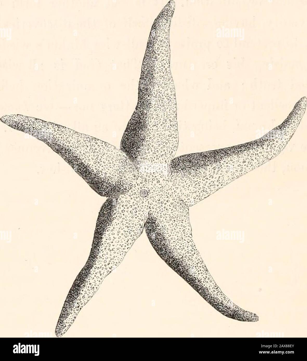 A history of British star-fishes, and other animals of the class Echinodermata . h2 100 SOLASTERIiE. ASTEMADJE. SOLASTERIJE.. Genus Cribella. Agassiz. Generic diameter.—Body stellate ; rays rounded, covered, as well as the disk,with spiniferous tubercles; intermediate spaces porous ; avenues bordered by twosets of spines ; suckers biserial. EYED CRIBELLA. Cribella oculata. Pennant. Specific Character.—Rays and disk irregularly covered with oblong reticulatingspiniferous tubercles. Pentadactylosaster oculatus, Link, p. 31, t. xxxvi. f. 62. Asterias oculata, Pennant, Brit. Zool. IV. p. 61, t. xx Stock Photo