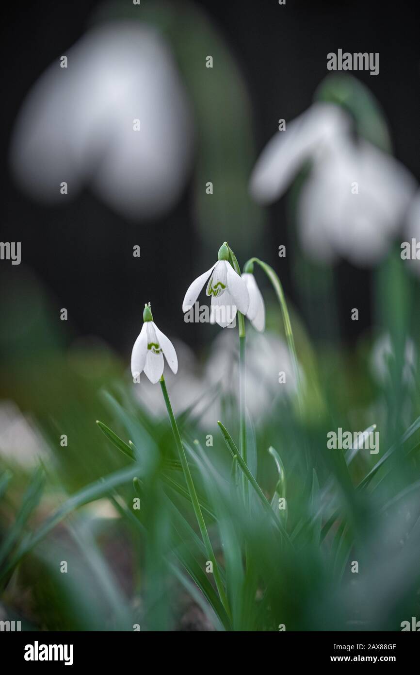 A portrait style photo of snowdrops with room for text stock photo alamy