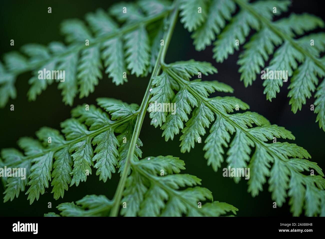 Bright green leaves pattern hi-res stock photography and images - Alamy