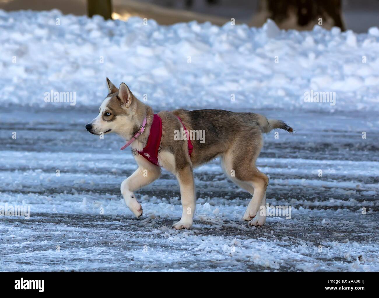 Manitowoc, WI USA February 10 2020 Dog. Siberian husky puppy, dog with