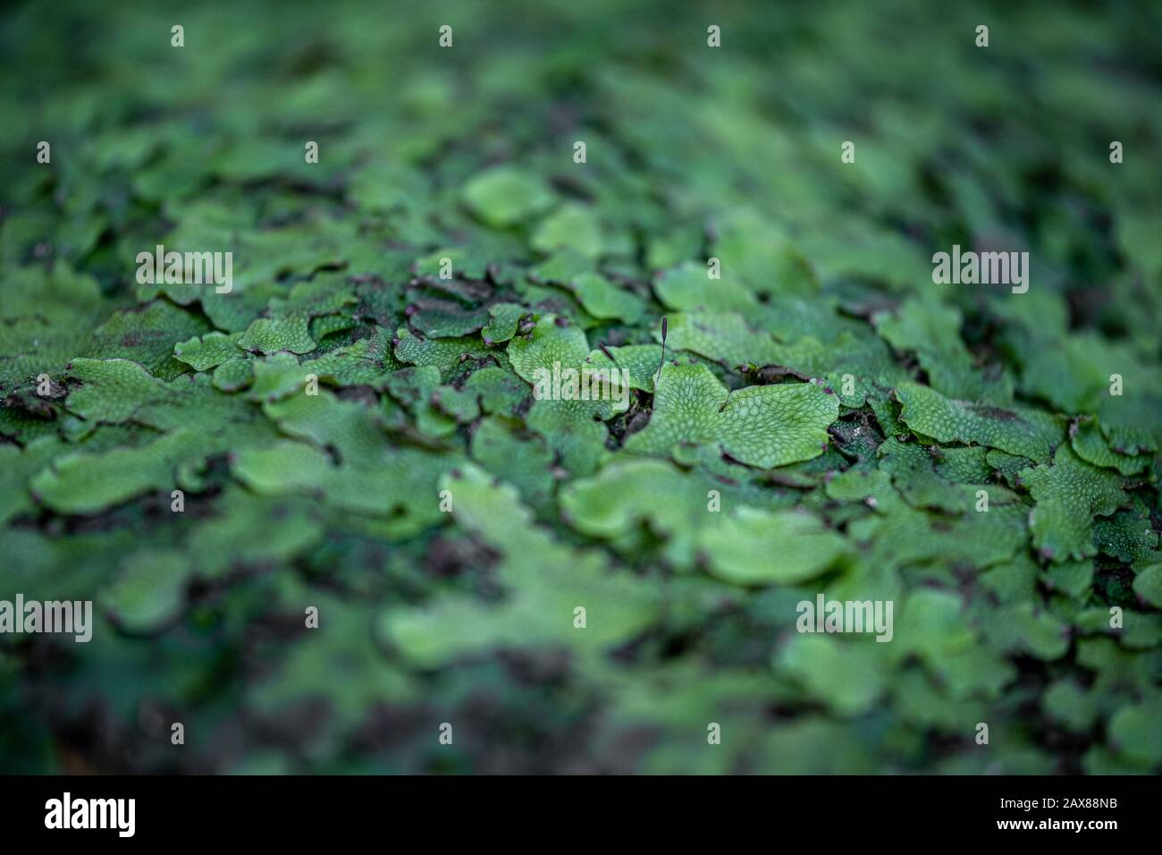 A closeup of miniature green leaves Stock Photo