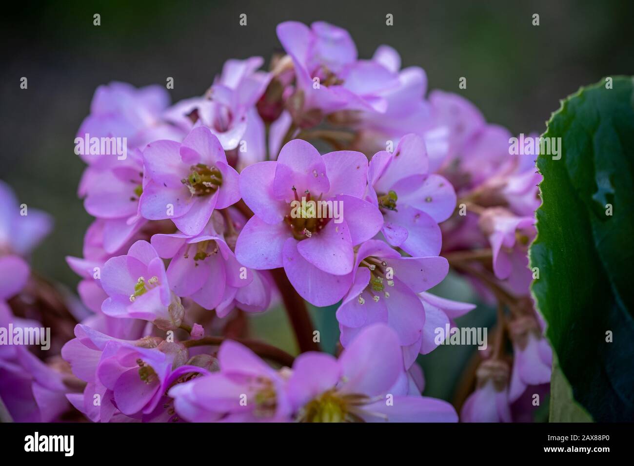 Pretty pink flowers at Chelsea Physic Garden, London Stock Photo Alamy