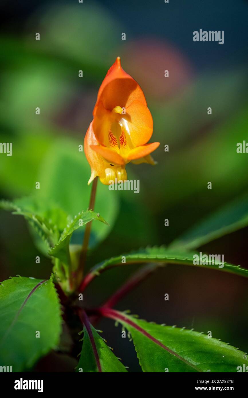 A bright orange impatiens auricoma x bicaudata with a blurred green background Stock Photo