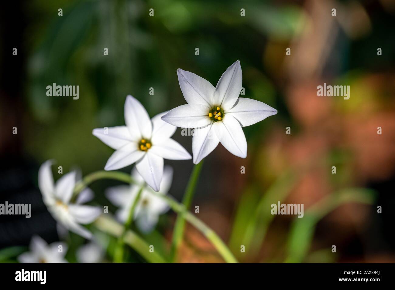 Beautiful white spring starflowers with a blurred background Stock Photo