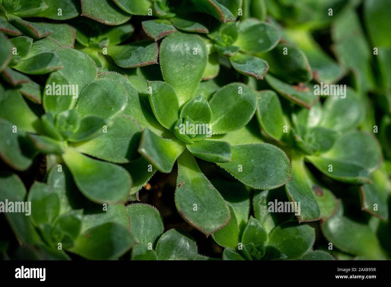 A closeup photo of aeonium decorum (green pinwheel) plant Stock Photo