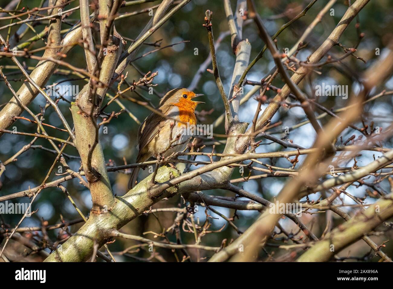 A sweet robin bird singing in a tree on a winter's day Stock Photo