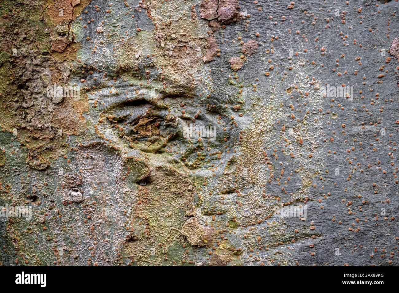 A tree trunk with an eye Stock Photo