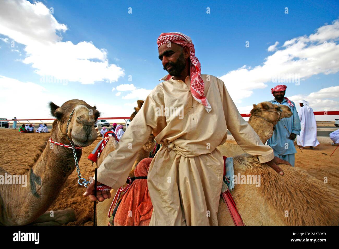 Camel race in Dubai, UAE. Stock Photo