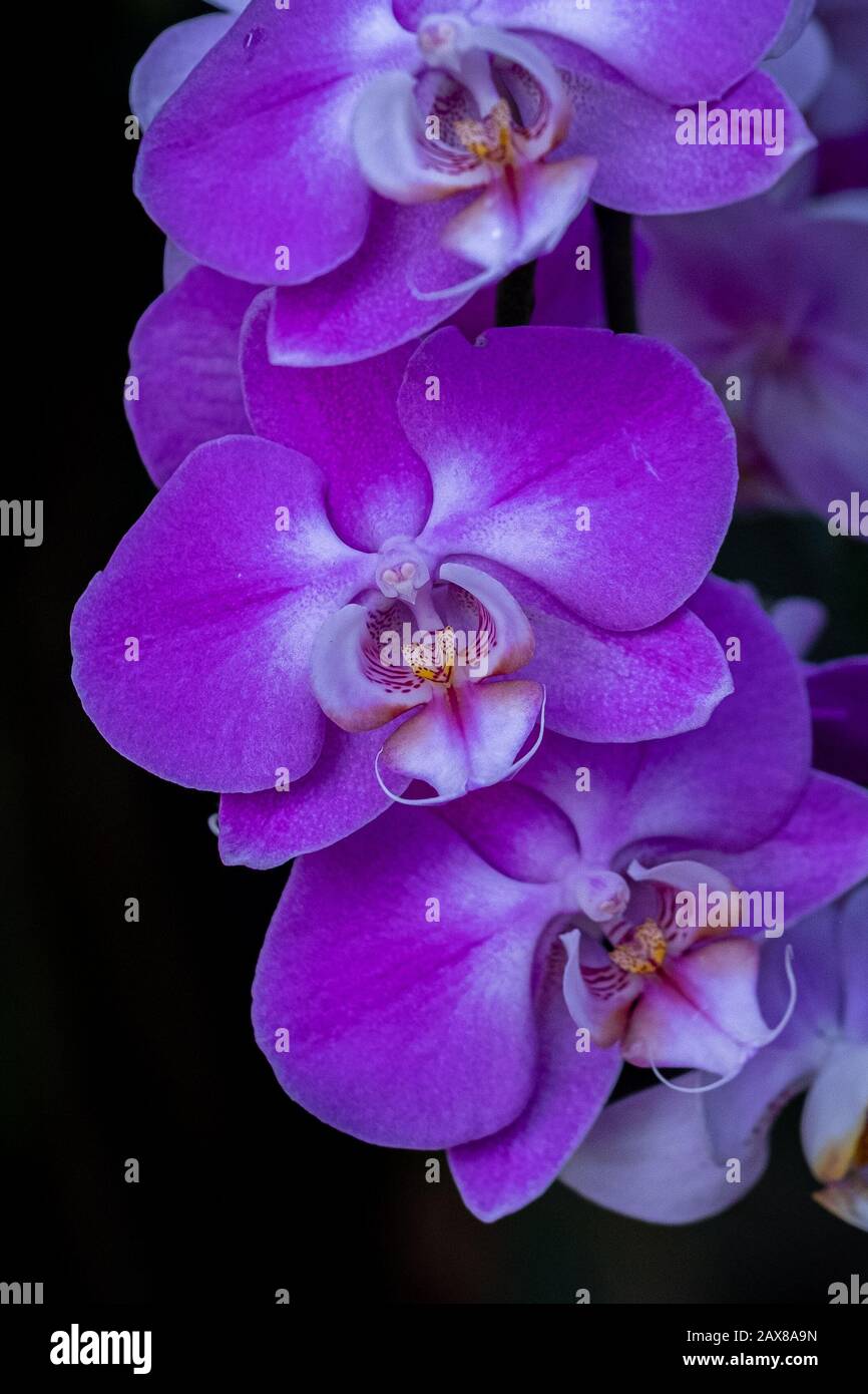 Orchids black background hi-res stock photography and images - Alamy
