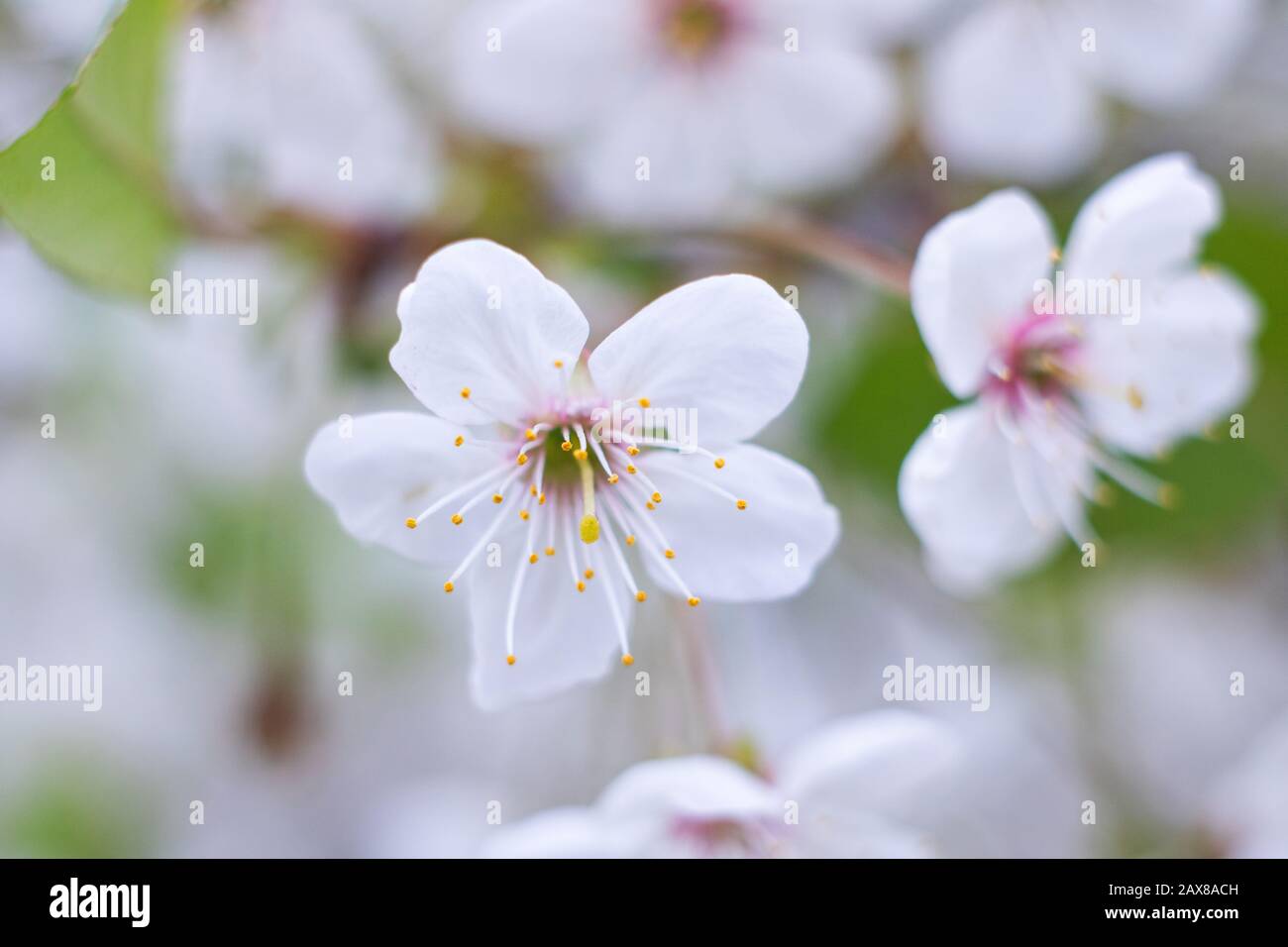 White flowers of cherry tree on blue sky background Stock Photo - Alamy