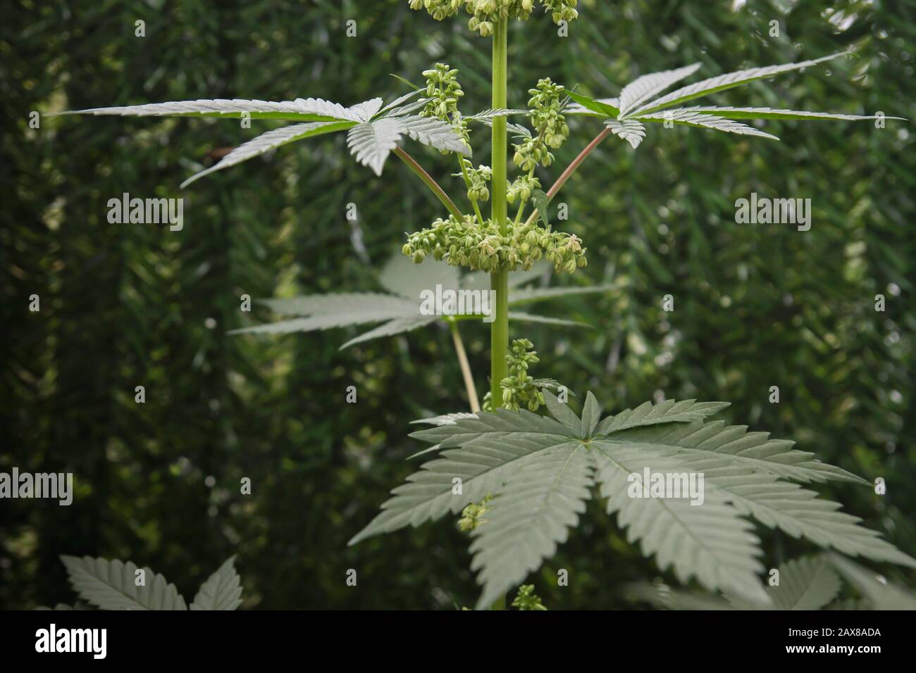Bigfoot passing through Organic Hemp field 'Lifter' strain 'Cannabis  sativa', pm light Stock Photo - Alamy
