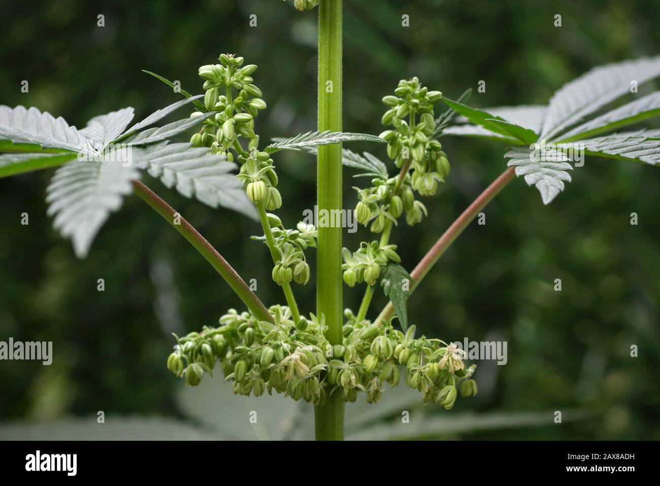 Male cannabis plant flowers close up Stock Photo Alamy
