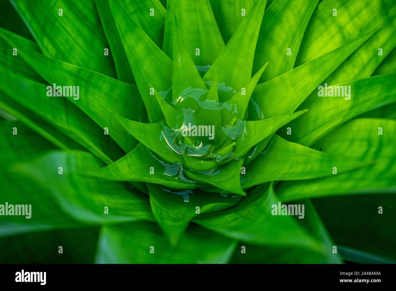 Closeup of bright green spiky plant Stock Photo