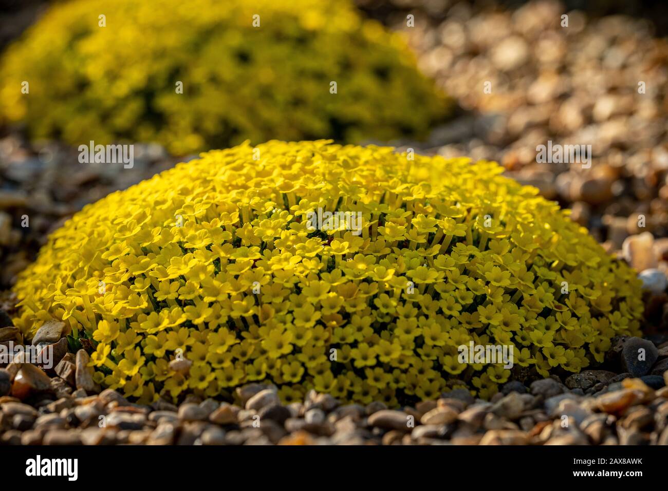 A cute yellow plant called dionysia tapetodes Stock Photo