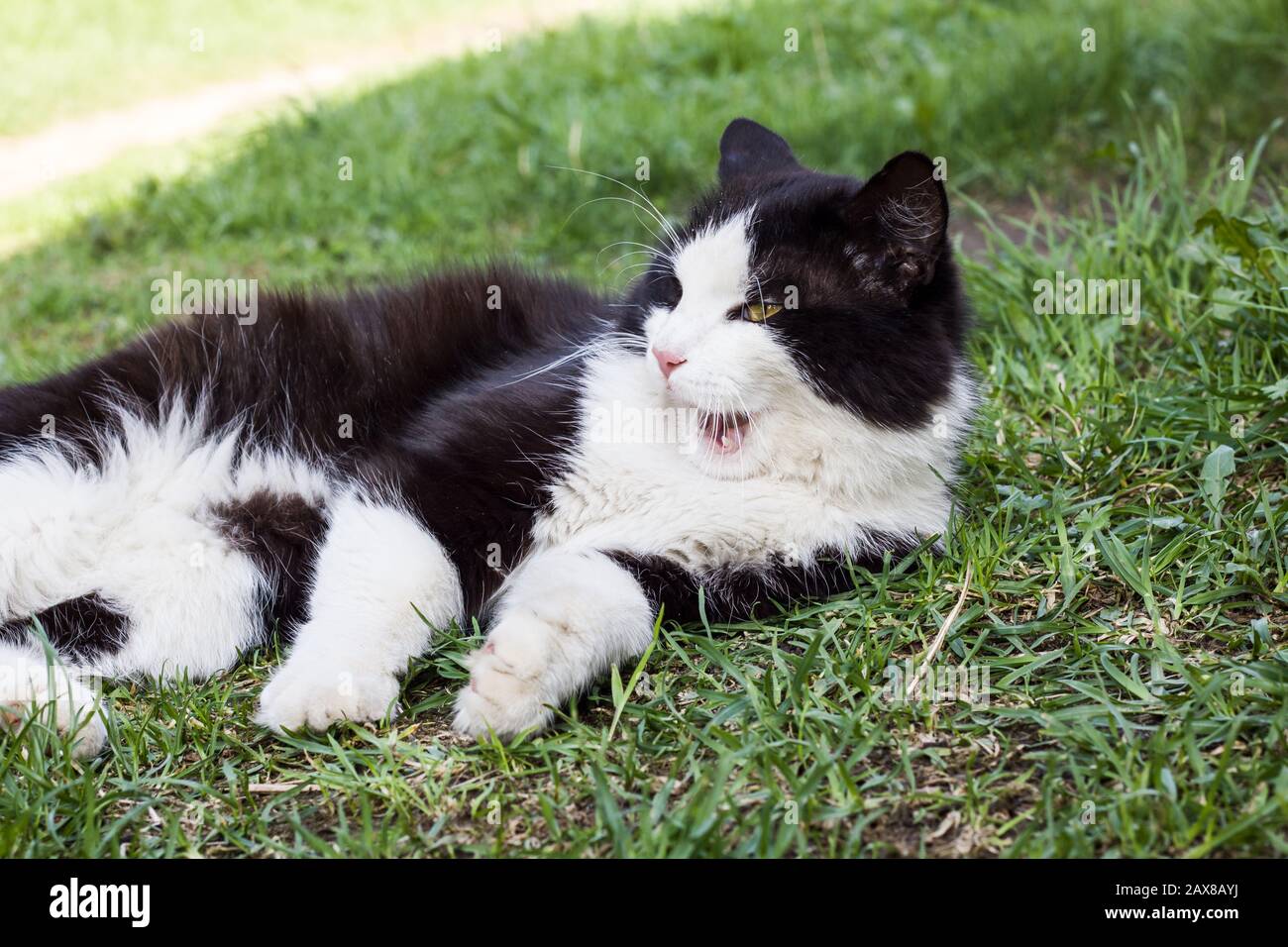 Black cat with white paws Stock Photo Alamy