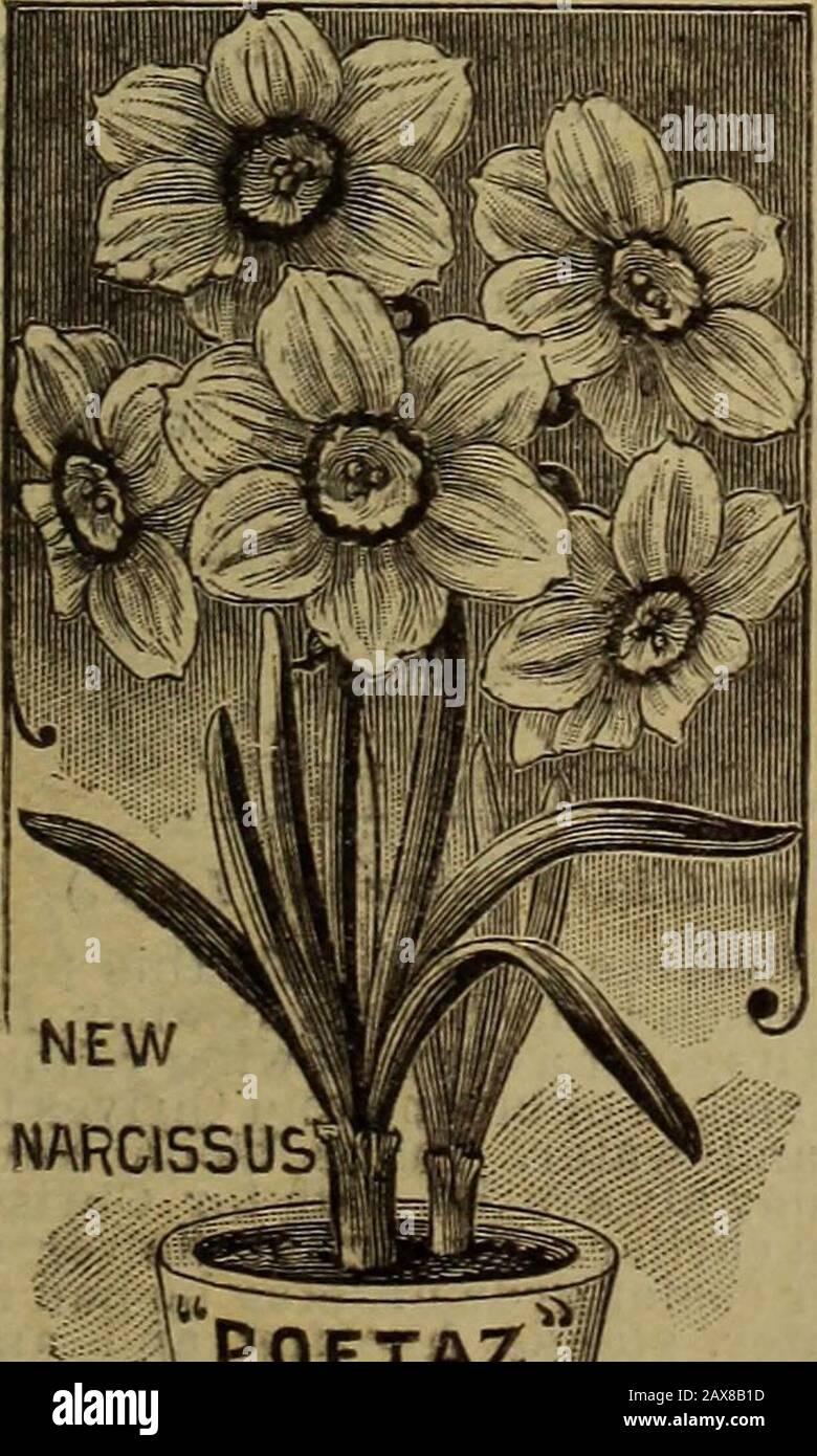 Childs' catalogue of fall bulbs that bloom plants, seeds, shrubs, fruits etcwith a treatise on the culture of bulbs indoors and out. . MIXED WINTER-BLOOMING NARCISSUS. Extra Mixed Winter- BloonunH Narcissus. A. choice selection of the largest and finest early sorts,suitable for winter-blooming in pots. It is a magnificentmixture of extra fine varieties that will be superb.?6 for 30c : 60c. perdozen; $4.00 per 100 NeW HybridNarcissus,Poetaz,ElVira. Hardy and line for pots A grand new Hybrid ofPoeticus and Polyanthus,bearing large beautifulflowers like Poeticus [inclusters like Polyanthus,with a Stock Photo