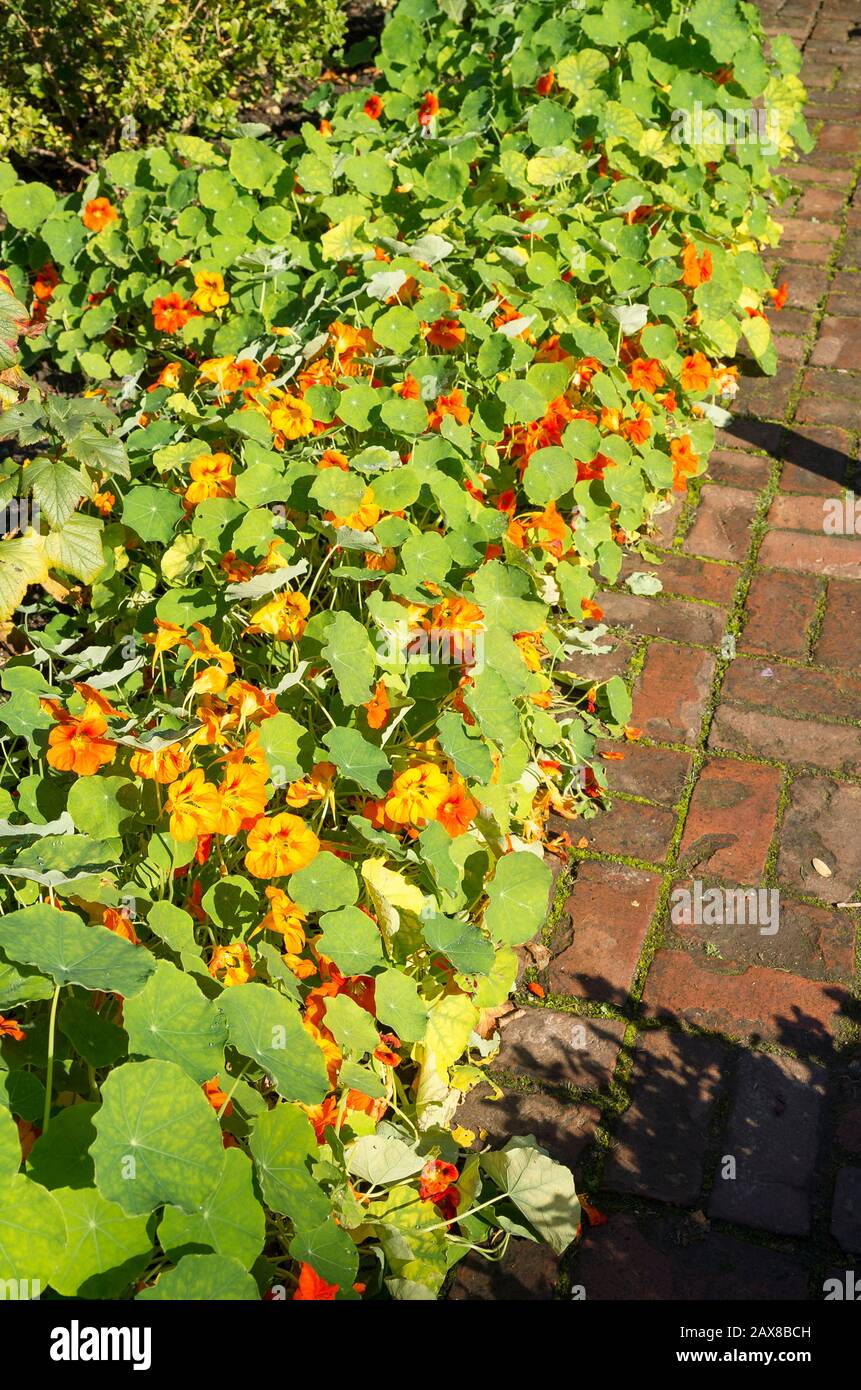 Red brick path hi-res stock photography and images - Alamy