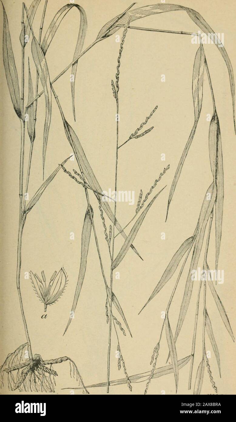 The agricultural grasses and forage plants of the United States; and such foreign kinds as have been introduced . Zizania aquatica, Wild rice. Plate 24.. cClae * Leersia Virgixica. White grass. Cut grass. Plate 25. Stock Photo
