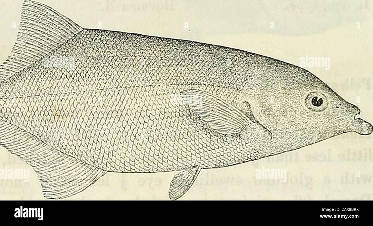 Catalogue of the fresh-water fishes of Africa in the British Museum (Natural History) . Gnathonemus monteiri. Type. Total length 450 milliin.Congo, Lake Bangwelu. 1-3. Hgr., types. Boma, Lower Congo. J. J. Mouteiro, Esq. (C.) 4. Ad. i) » M. P. tfelhez (C). 5. Skel. »&gt; » &gt;&gt; 6-7. Ad. Irebu, Upper Congo. » 8. Ad. Upper Congo. Brussels University. 9-10. Ad. L. Bangwelu. F. H. Melland, Esq. (P-) 13. GNATHONEMUS MENTO.Mormyrus mento, Bouleng. Ann. & Mag. N. H. (6) vi. 1890, p. 193 ; Steind. Notes Leyd. Mus. xvi. 1894, p. 72.Gnathonemus mento, Bouleng. Proc. Zool. Soc. 1898, p. 807. Depth of Stock Photo