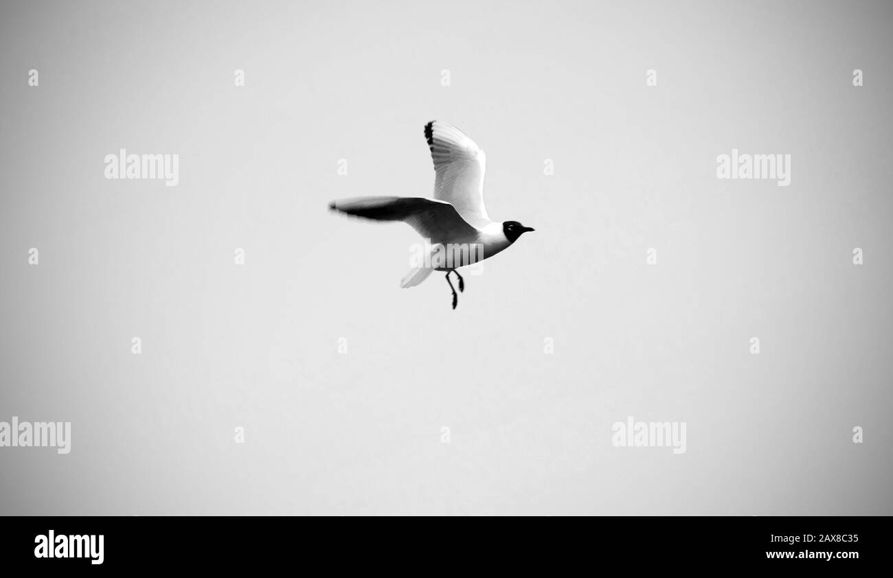 White gull flies in the blue sky Stock Photo
