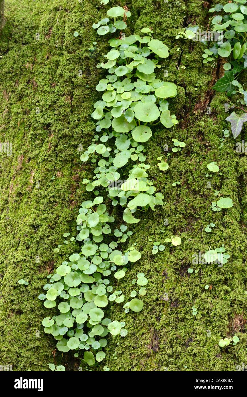 Pennywort leaves navelwort on a moss mossy tree bark edible flowering plant in the stonecrop family Stock Photo