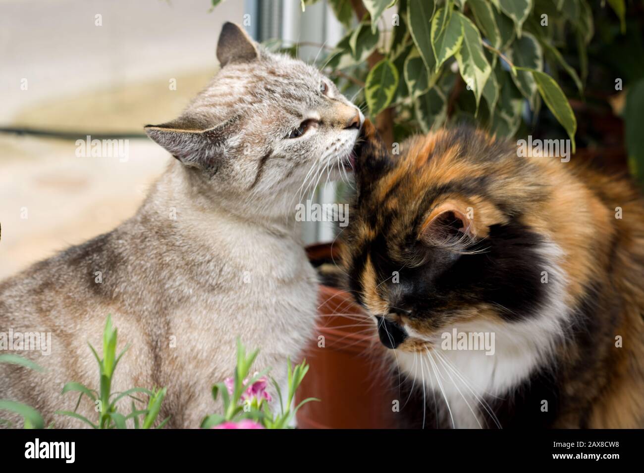 Gray and three-colored cats on the windowsill Stock Photo