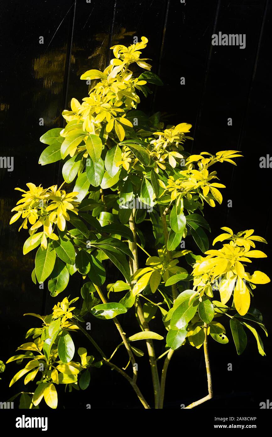 A young  Choisya ternata Sundance plant showing the gangly nature of a youth in real life. As it matures, it will be shaped according to its ultimate Stock Photo