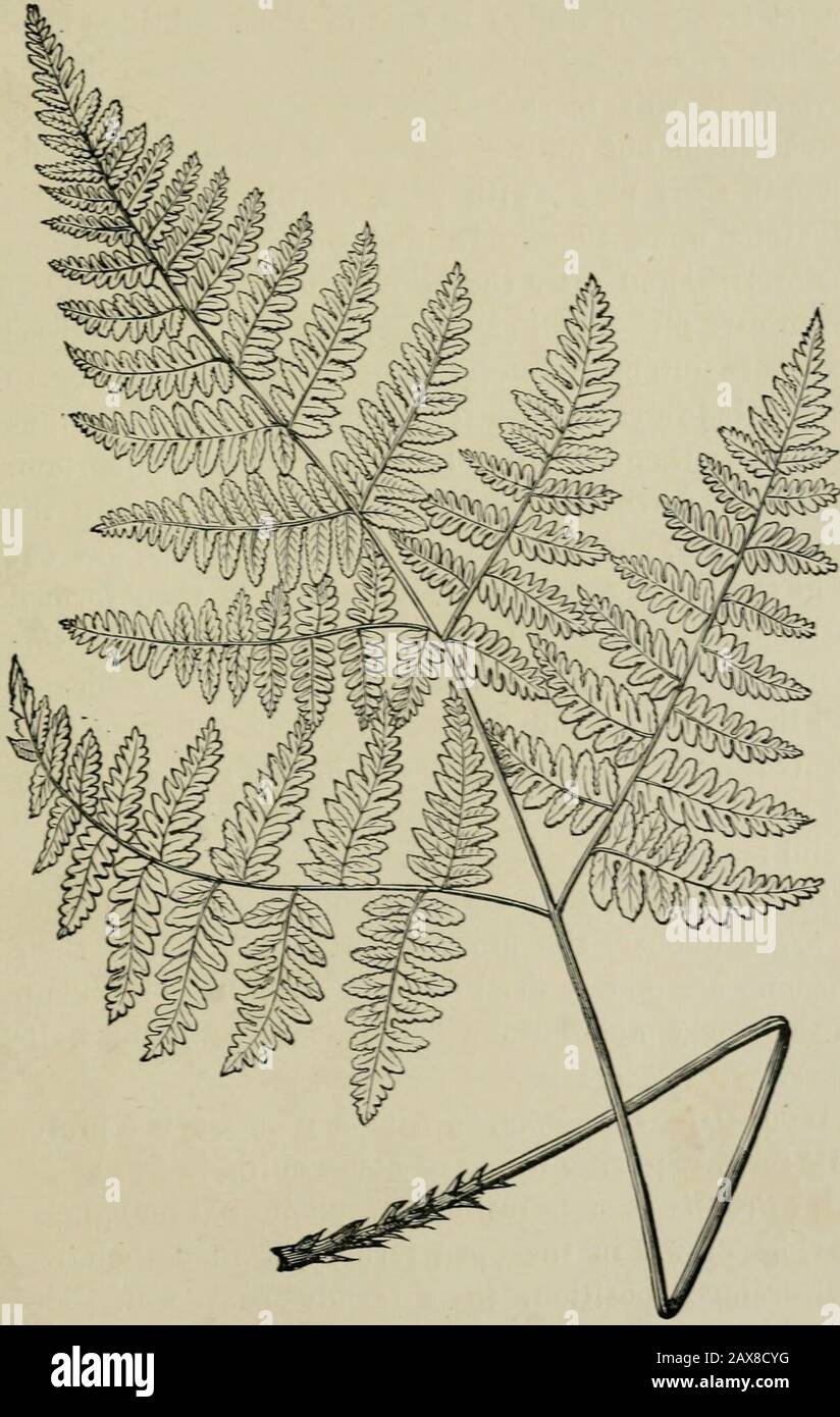 The fern garden : how to make, keep, and enjoy it ; or, Fern culture made easy . SCOLOPEyDEirM: YITLGAEE EAMO-MAHGiyATFiT. The most generally useful of the varieties^ and oneof the ferns which should be first of all secured by thecultivation, is crispum, a grand pot or rockery fern.The following are handsome pot plants, the smallest ofthem well adapted for cases :—bimarginato-multifidumy%ornutum, cristatura, digitatum, glomeratum, laceratum,l^acrosorum, ramo-marginatum, ramo sum-ma jus, Wardii. Trichomaxes.—T. radicans, the Bristle fern, re- British Ferns, 93. POLTPODIUM EOBEETIAXrM. 94 The Fe Stock Photo