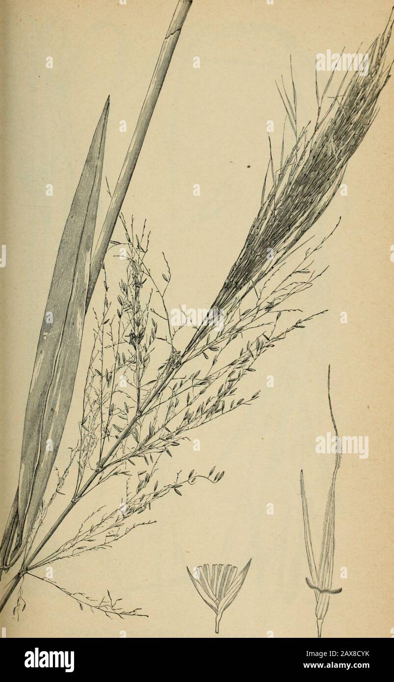 The agricultural grasses and forage plants of the United States; and such foreign kinds as have been introduced . EUCHL^NA LUXUKIAXS, TeosilltO.. Zizania aquatica, Wild rice. Plate 24. Stock Photo