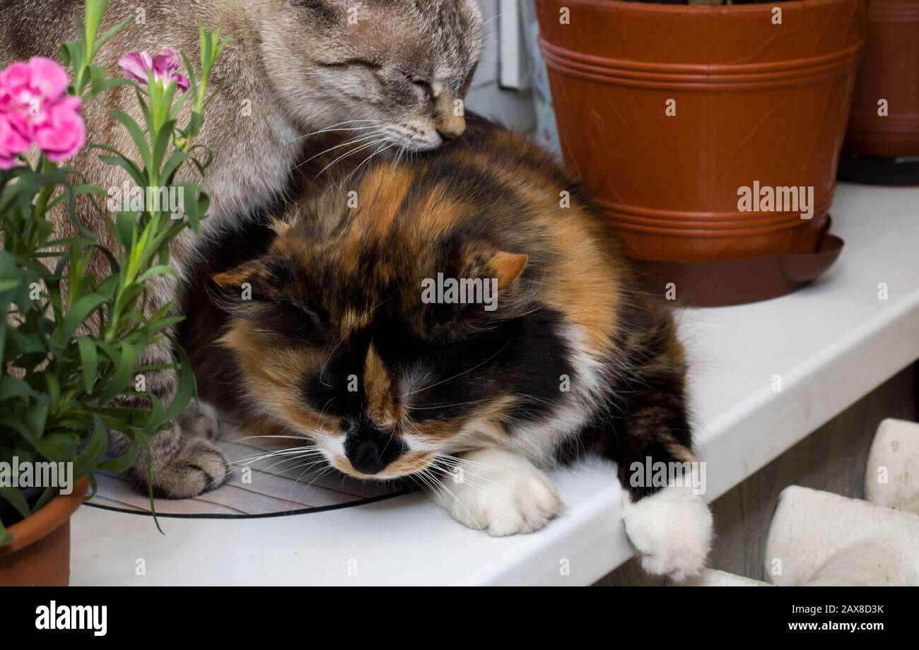 Gray and three-colored cats on the windowsill Stock Photo
